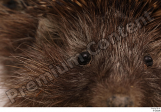 Hedgehog - Erinaceus europaeus  3 eye 0002.jpg